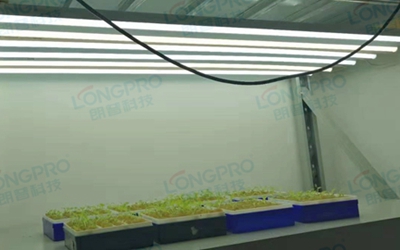 UV紫外線照射實驗：植物如何應對自然環境中的紫外線威脅？